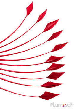 Cigno freccia - 20-30 cm - carmino